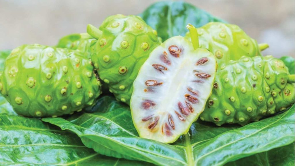 noni one, bkt green, trà nhàu, nhàu, công dụng, sức khỏe
