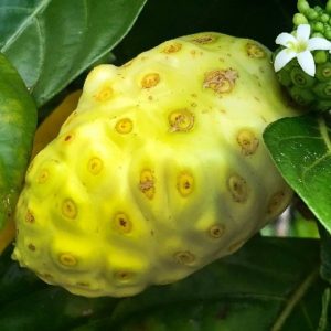 Trà nhàu gừng; Tiêu hóa; giảm cân; lợi ích trà nhàu gừng; công dụng trà nhàu gừng; noni one, bkt green